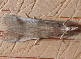 Long-palped Peoria